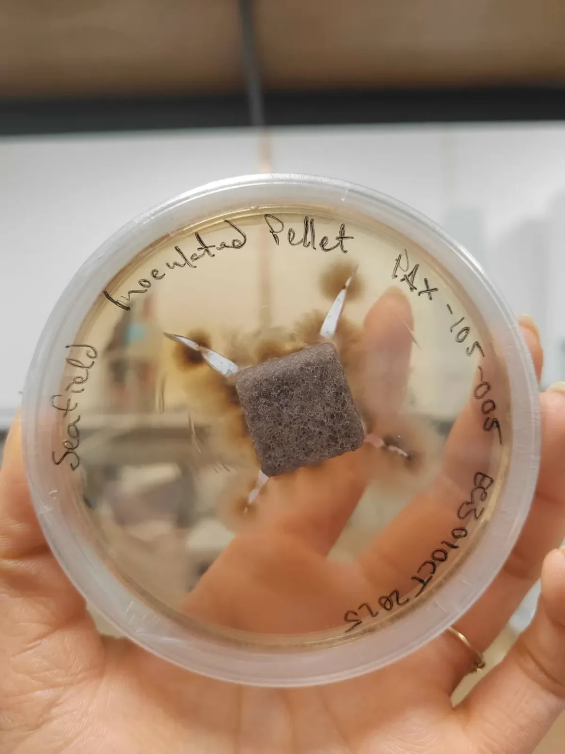 فطر يُنقذ الغابات… «قوى خارقة» تعمل تحت الأرض فطر يُنقذ الغابات... «قوى خارقة» تعمل تحت الأرض