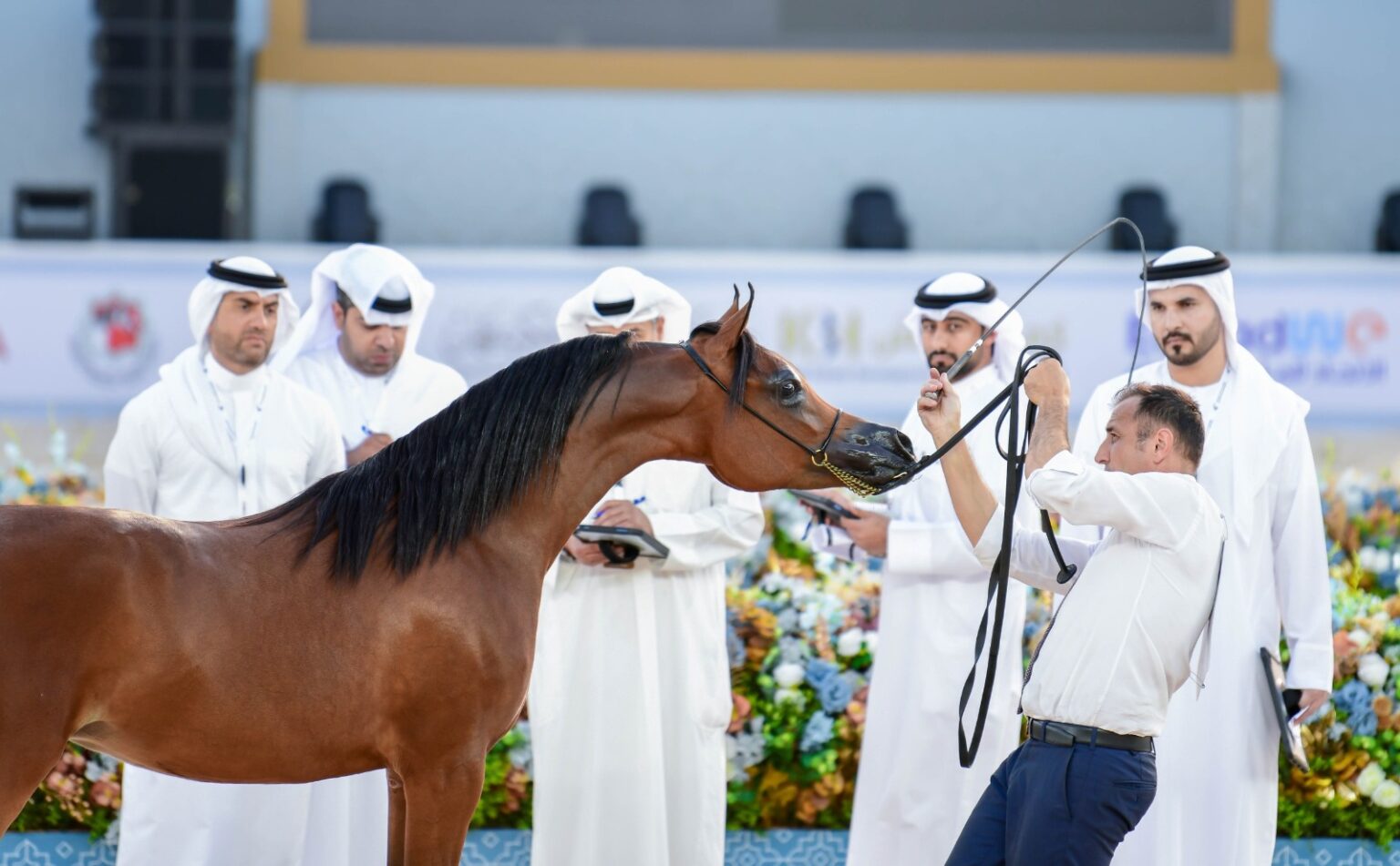 10 حكّام خليجيين لتقييم الخيول العربية الأصيلة في بطولة عجمان الدولية 10 حكّام خليجيين لتقييم الخيول العربية الأصيلة في بطولة عجمان الدولية