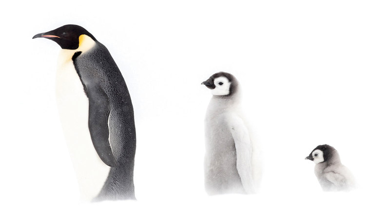 بعدسة جوشوا هولكو.