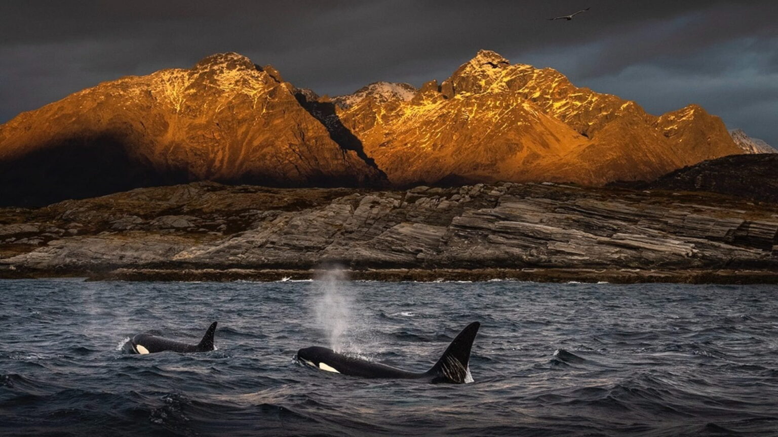 اكسبوجر 2026 يسلّط الضوء على معاناة المحيطات في القمة البيئية