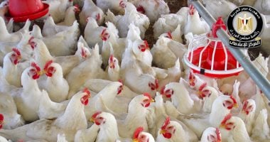 مجلس الوزراء يوضح حقيقة ظهور فيروس أنفلونزا الطيور بالمزارع المصرية