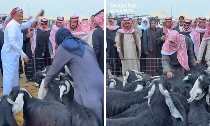 صحيفة المرصد – بالفيديو : أسعار التيوس تشعل الجدل في القصيم بعد تداول مقطع بيعها صحيفة المرصد - بالفيديو : أسعار التيوس تشعل الجدل في القصيم بعد تداول مقطع بيعها