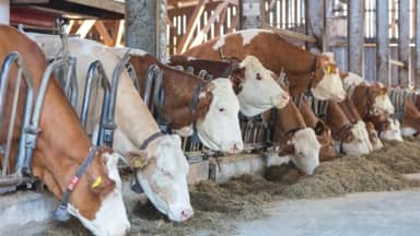 وزارة الزراعة تواصل حملة تحصين الأبقار ضد الحمى القلاعية