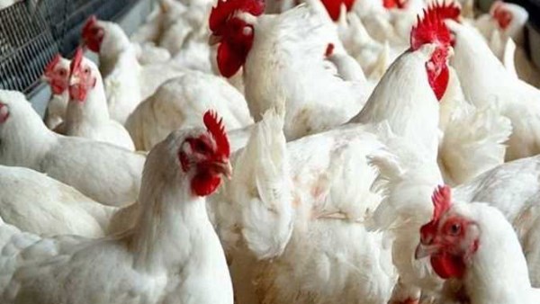 تحرك مفاجئ الآن.. أسعار الدواجن اليوم الإثنين 5 يناير 2026 تحرك مفاجئ الآن.. أسعار الدواجن اليوم الإثنين 5 يناير 2026
