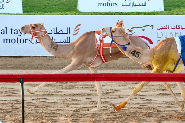 «بنت هيّاض» تتألق في «الحقايق» بمهرجان ولي عهد دبي للهجن