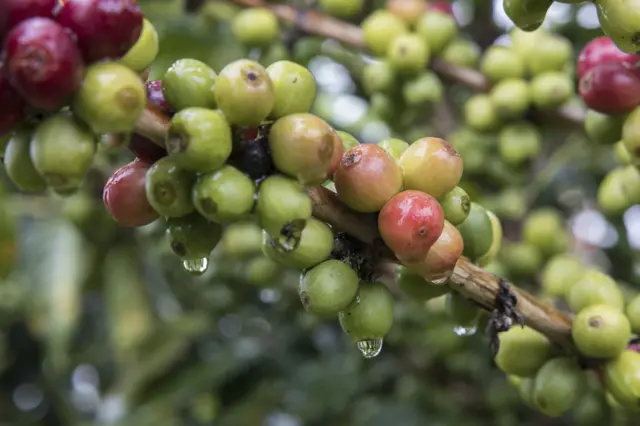 ثمار البن تنمو في مزرعة بسان أوغستين، إقليم هوِيلا في كولومبيا.