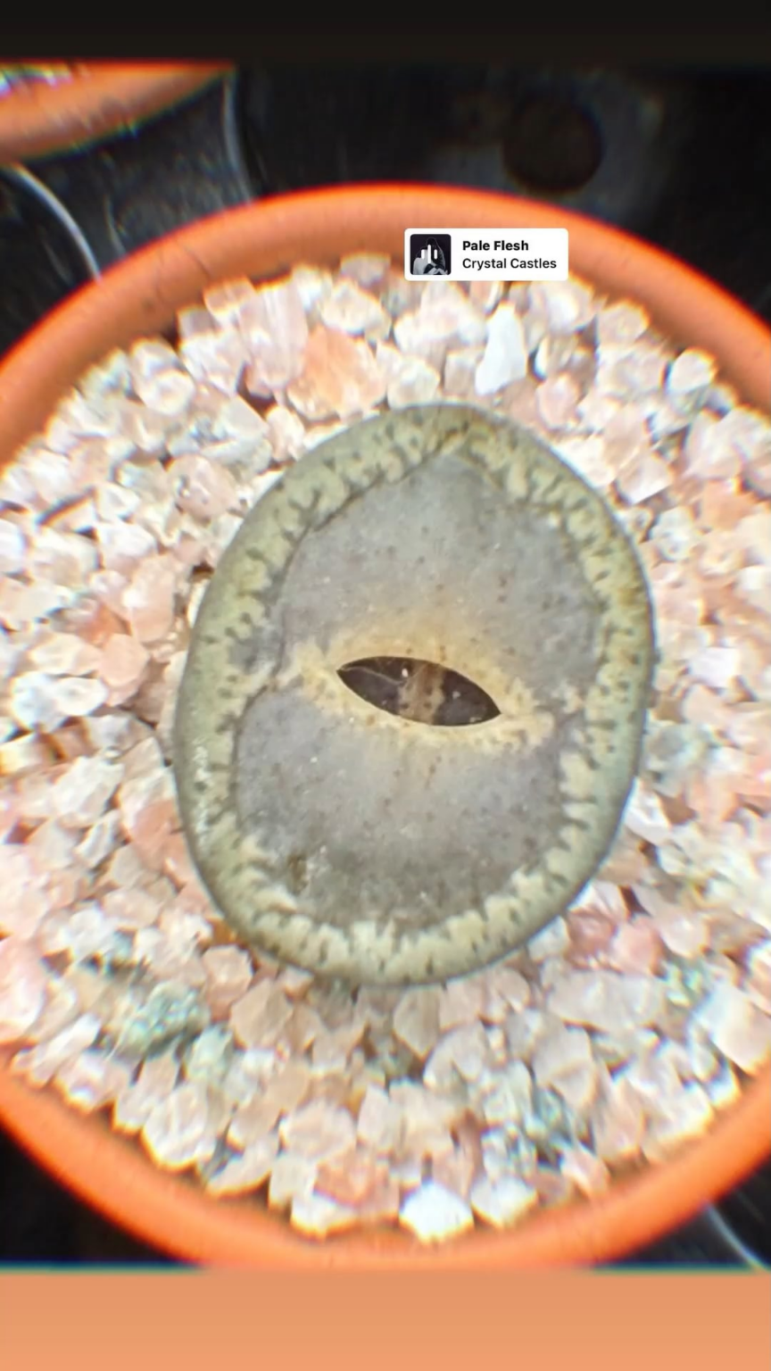 260129 تحديث قصة الانستغرام الساطعة