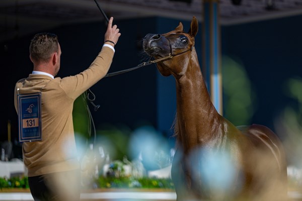 نخبة الأفراس والأمهار تتألق في اليوم الثاني من «عجمان لجمال الخيل»