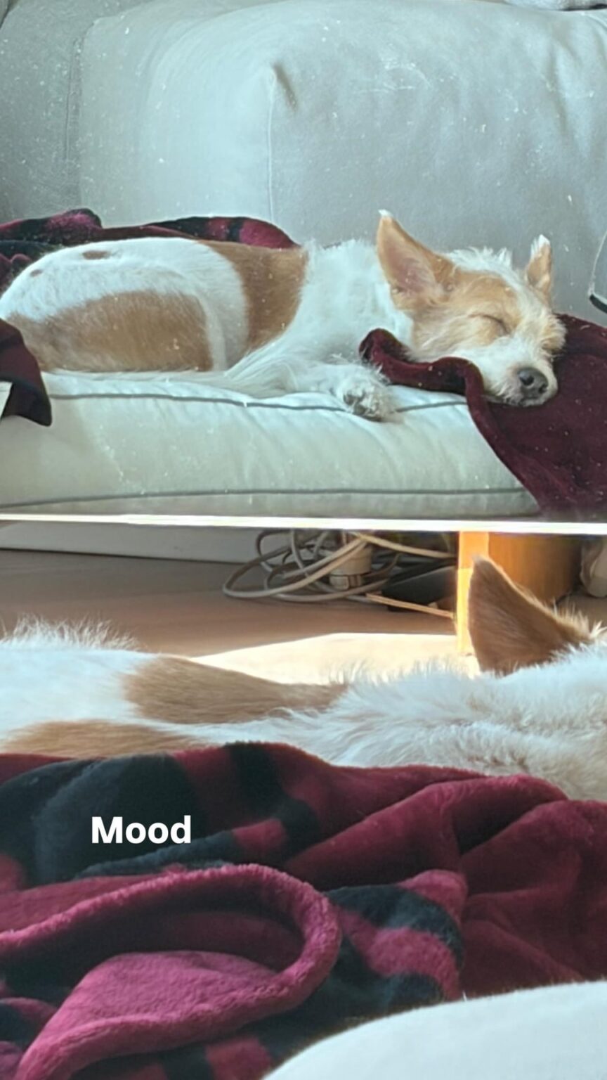 260102 تحديث قصة روزي على الانستغرام مع هانك