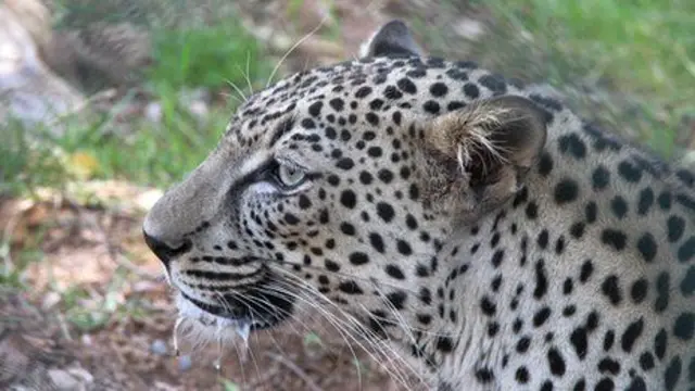 النمر العربي