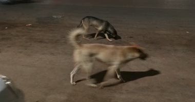 كلب يعقر 13 شخصًا معظمهم من الأطفال بإحدى قرى كفر الشيخ