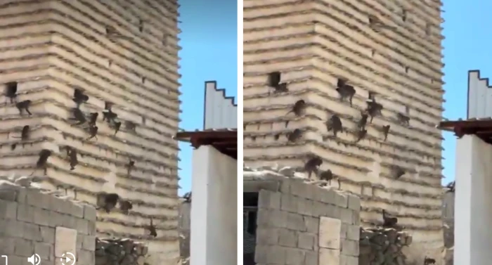 صحيفة المرصد - بالفيديو.. لحظة خروج القرود بأعداد ضخمة من مبنى مهجور في سراة عبيدة بعسير