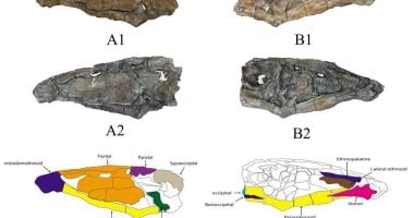اكتشاف أول سمكة مفترسة بأسنان زاحفية من العصر الطباشيري بواحة الداخلة.. صور