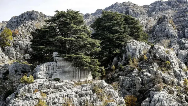 شجرتا أرز فوق صخور