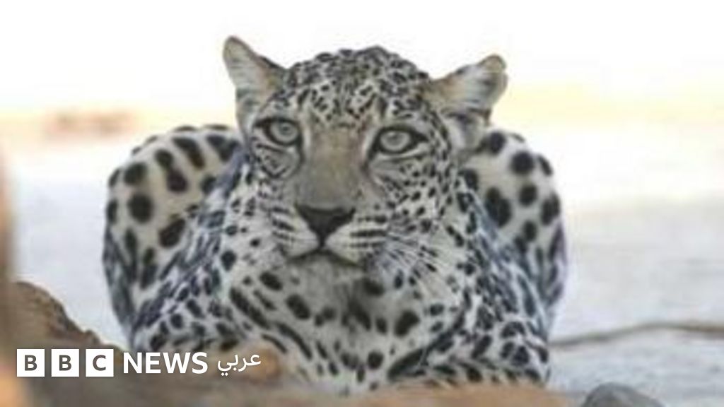 النمر العربي: استوطن الجزيرة العربية منذ 500 ألف عام ومُهدد حاليا بالانقراض