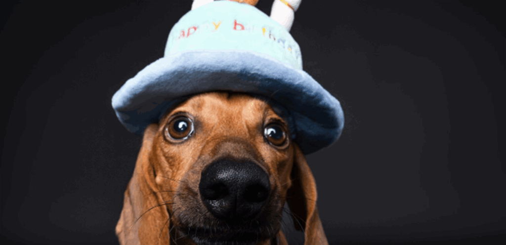 عبر جلسة تصوير خاصة.. فنانة عربية تحتفل بعيد ميلاد كلبها (صور)