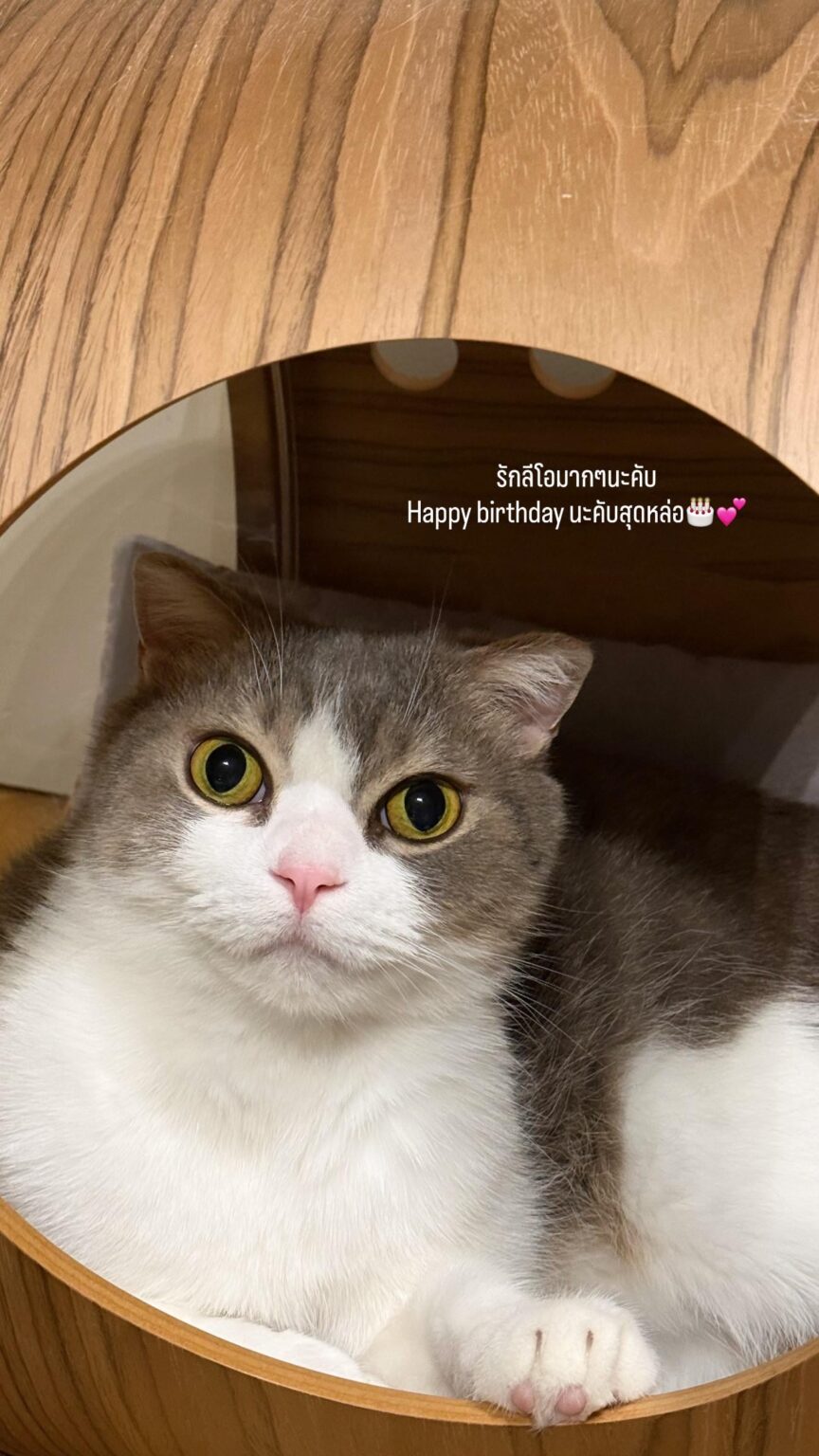 260209 تحديث قصة lalala_Ifamily على الانستغرام