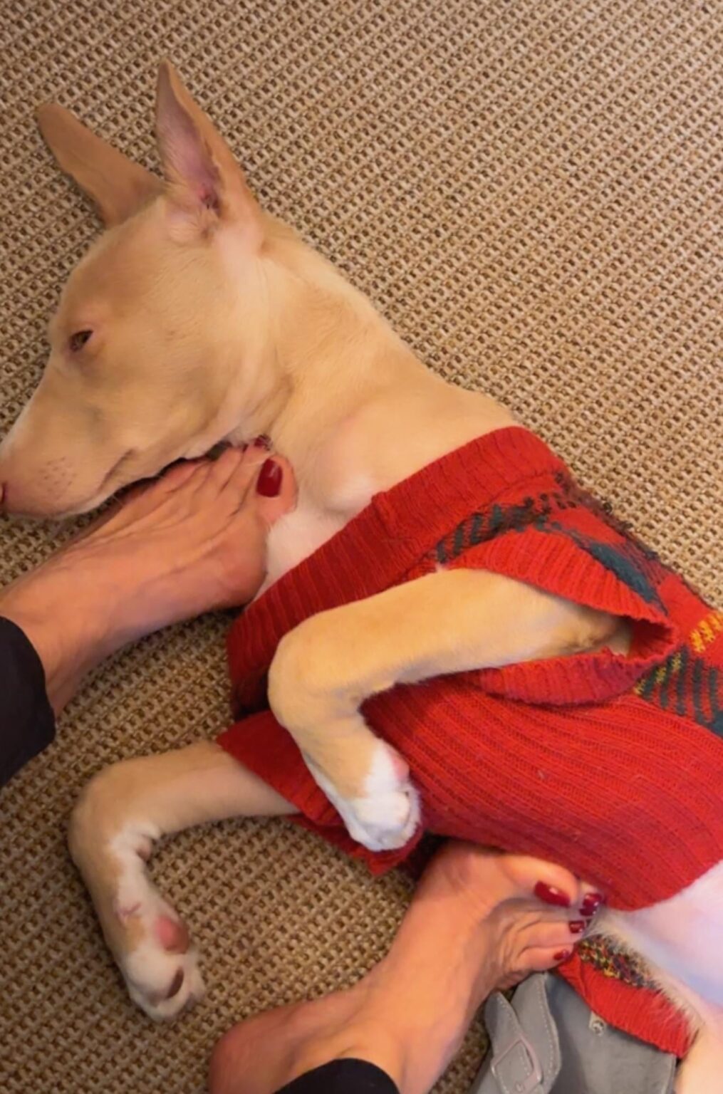 Tarihin en iyisi GOAT Ergen