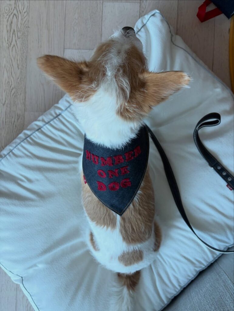 260216 تحديث روزي (hank_says_hank) على الانستغرام