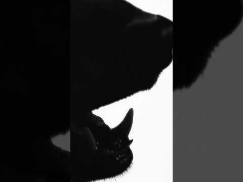 HWI (TNX) – شريط الأغاني “THAT’S ME” (فيديو تشويقي) HWI (TNX) - شريط الأغاني "THAT'S ME" (فيديو تشويقي)