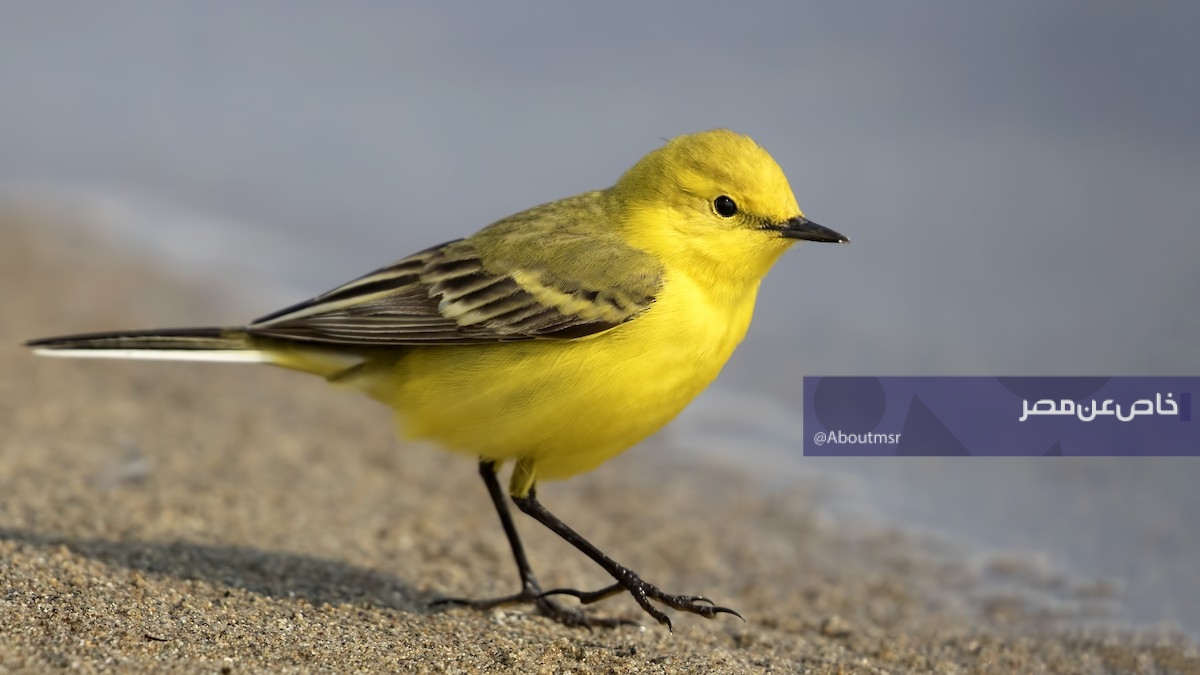 الذعرة الصفراء