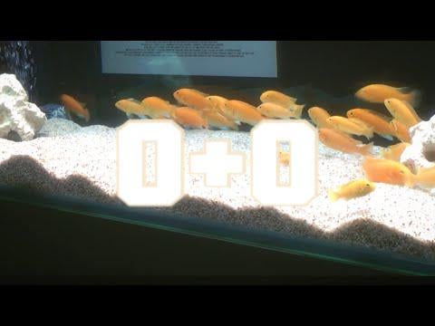 قبلة أرجوانية جويون – 0+0 (الأصل HANRORO) قبلة أرجوانية جويون - 0+0 (الأصل HANRORO)