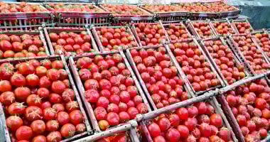 وزارة التموين تعلن طرح الطماطم فى المنافذ بـ 20 جنيها للكيلو وزارة التموين تعلن طرح الطماطم فى المنافذ بـ 20 جنيها للكيلو