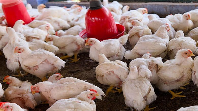 تراجع سعر الفراخ البيضاء في بورصة الدواجن اليوم الثلاثاء 17-3-2026| عاجل