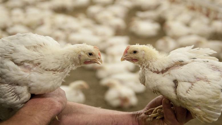 سعر الفراخ البيضاء في بورصة الدواجن والأسواق اليوم الاثنين 23-3-2026