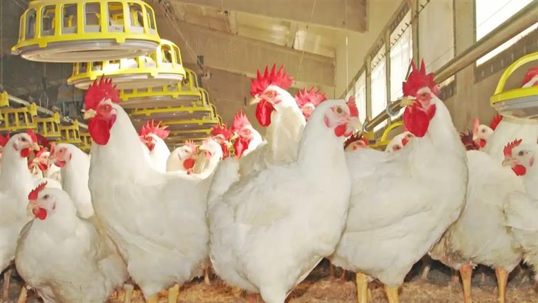 الفراخ البيضاء