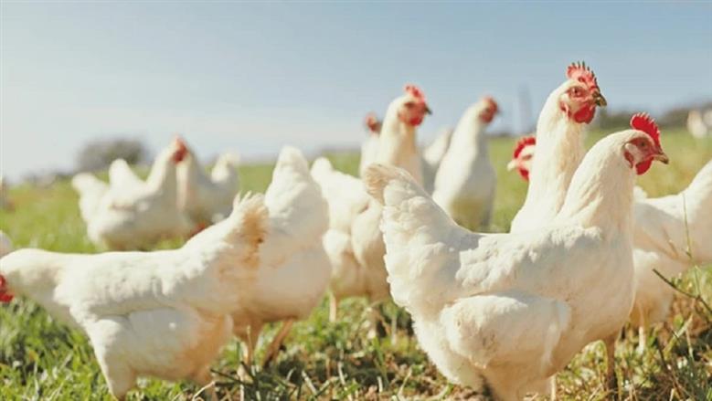 الفراخ البيضاء