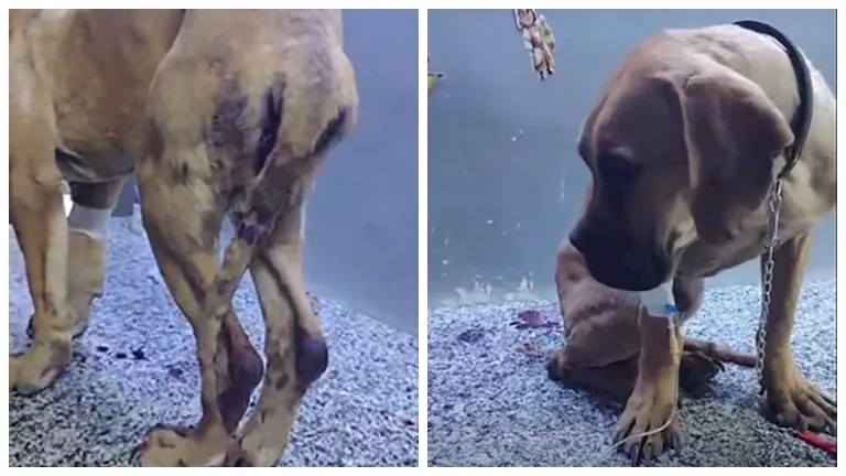 تعرض لاعتداء وحشي.. القصة الكاملة لواقعة "كلب السويس" (صور)