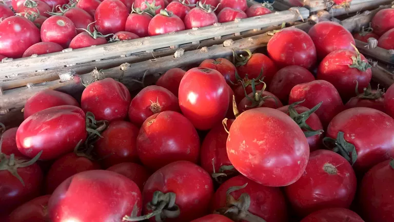 نقيب الفلاحين: الطماطم ستصل لـ50 جنيها عند هذا الموعد