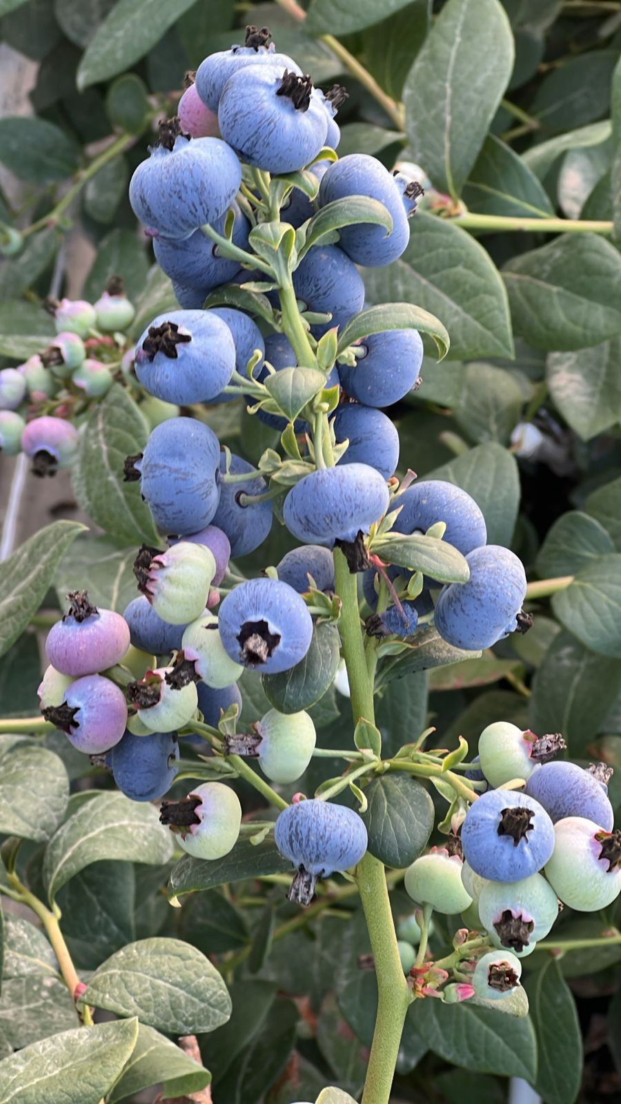 زراعة البلوبيري