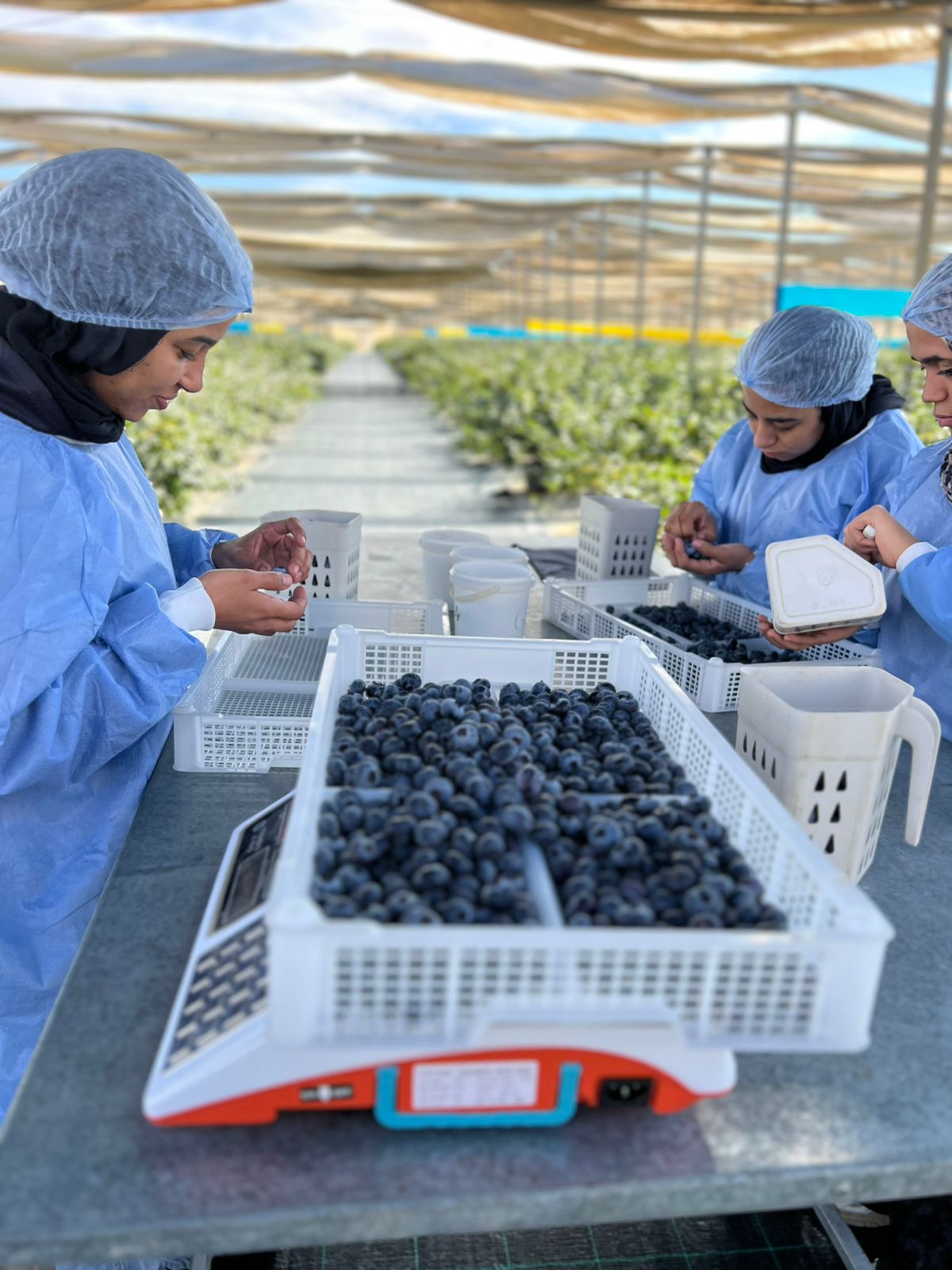 فرز التوت الأزرق