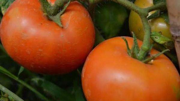 أسباب ارتفاع أسعار الطماطم بالأسواق.. وهذا موعد انخفاضها
