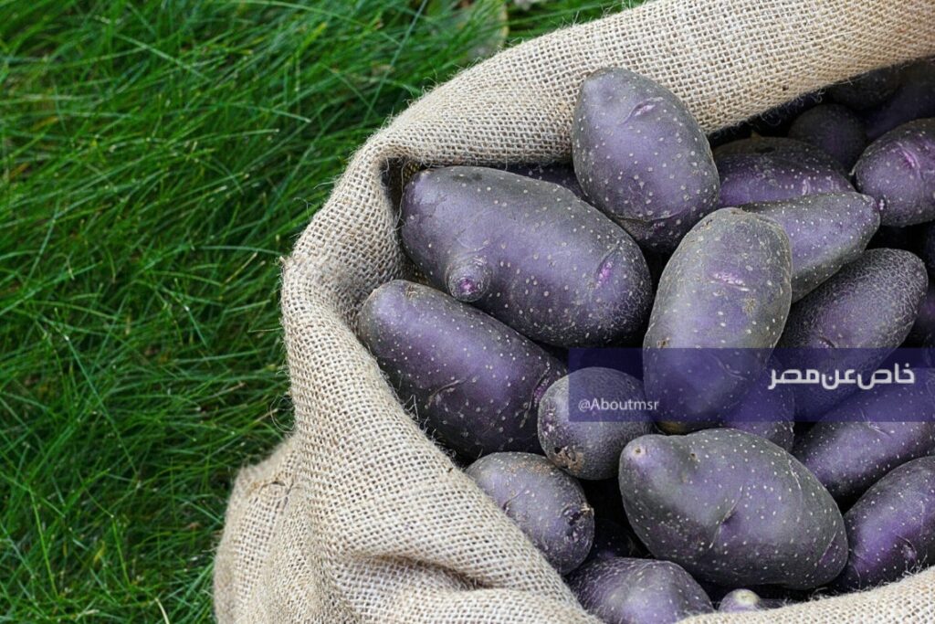 البطاطس البنفسجي