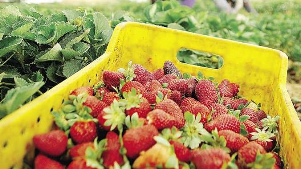 لتفادي تأثر الحرب| مصر تضخ منتجات التصدير إلى السوق المحلية.. وخبير يعلق لتفادي تأثر الحرب| مصر تضخ منتجات التصدير إلى السوق المحلية.. وخبير يعلق