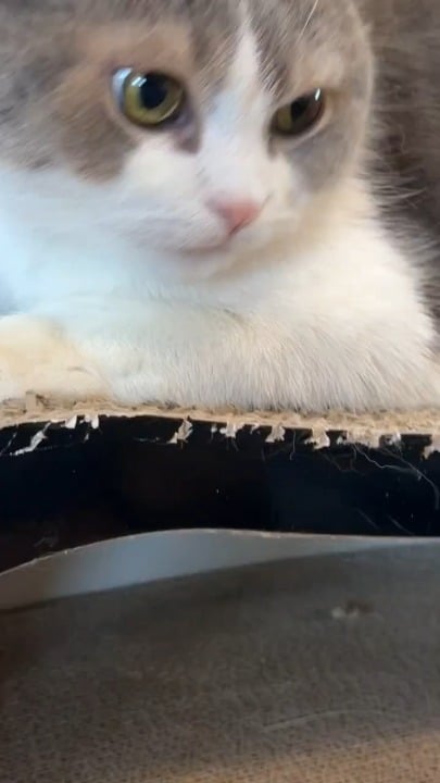 260323 تحديث فقاعة ليزا