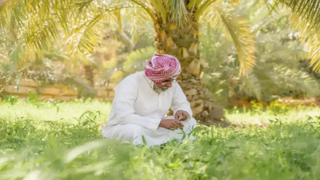 ماذا فعل مزارع سعودي بـ23 مليون شجرة زيتون؟ فراس الجابر يبتكر أول شوكولاتة بالزيتون في العالم ماذا فعل مزارع سعودي بـ23 مليون شجرة زيتون؟ فراس الجابر يبتكر أول شوكولاتة بالزيتون في العالم