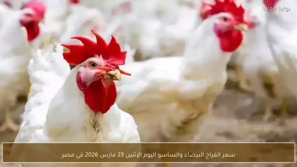 عاجل: انهيار جنوني في أسعار الفراخ بمصر… 20 جنيه تراجع بعد العيد والمواطنون في صدمة! عاجل: انهيار جنوني في أسعار الفراخ بمصر... 20 جنيه تراجع بعد العيد والمواطنون في صدمة!