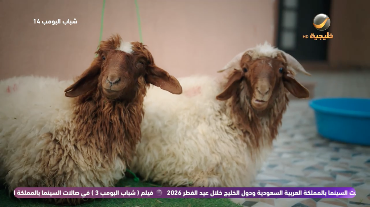 مسلسل شباب البومب 14 الحلقة 23