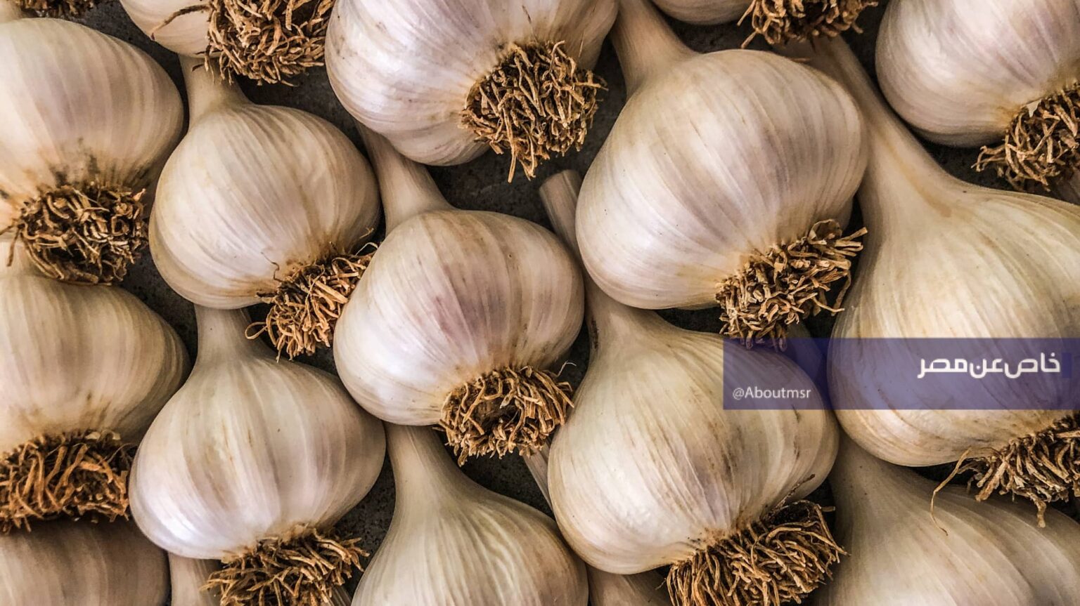 البصل والثوم المصري