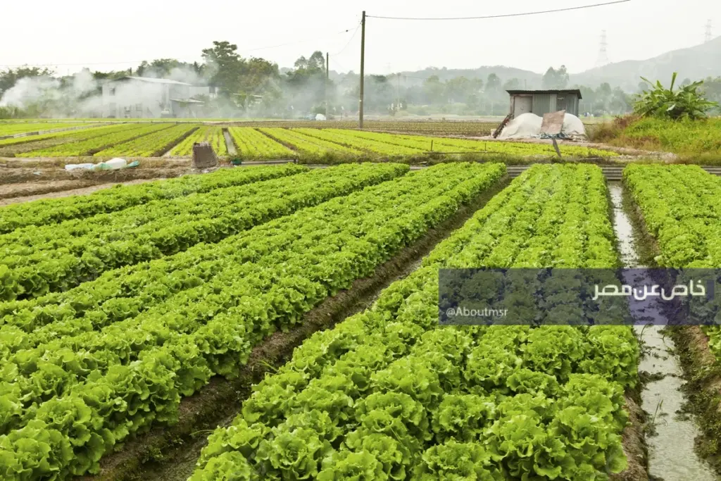 الـ 1.5 مليون فدان