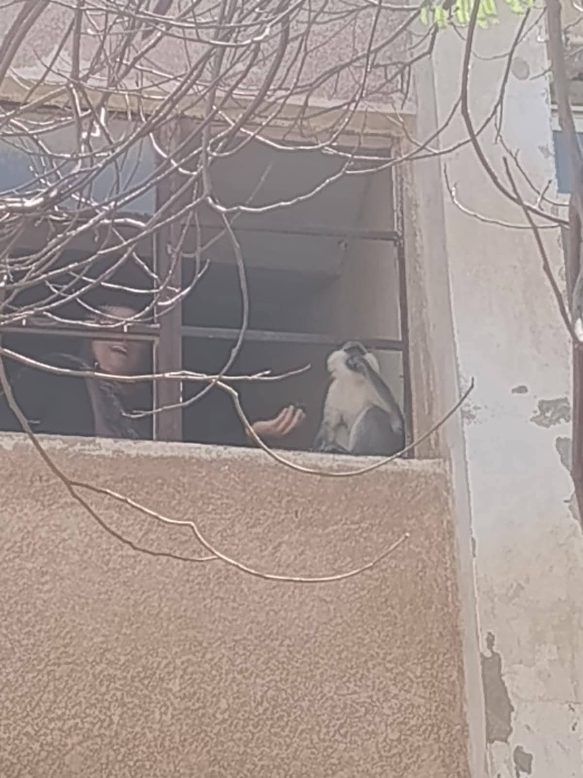 صورة القرد 1 