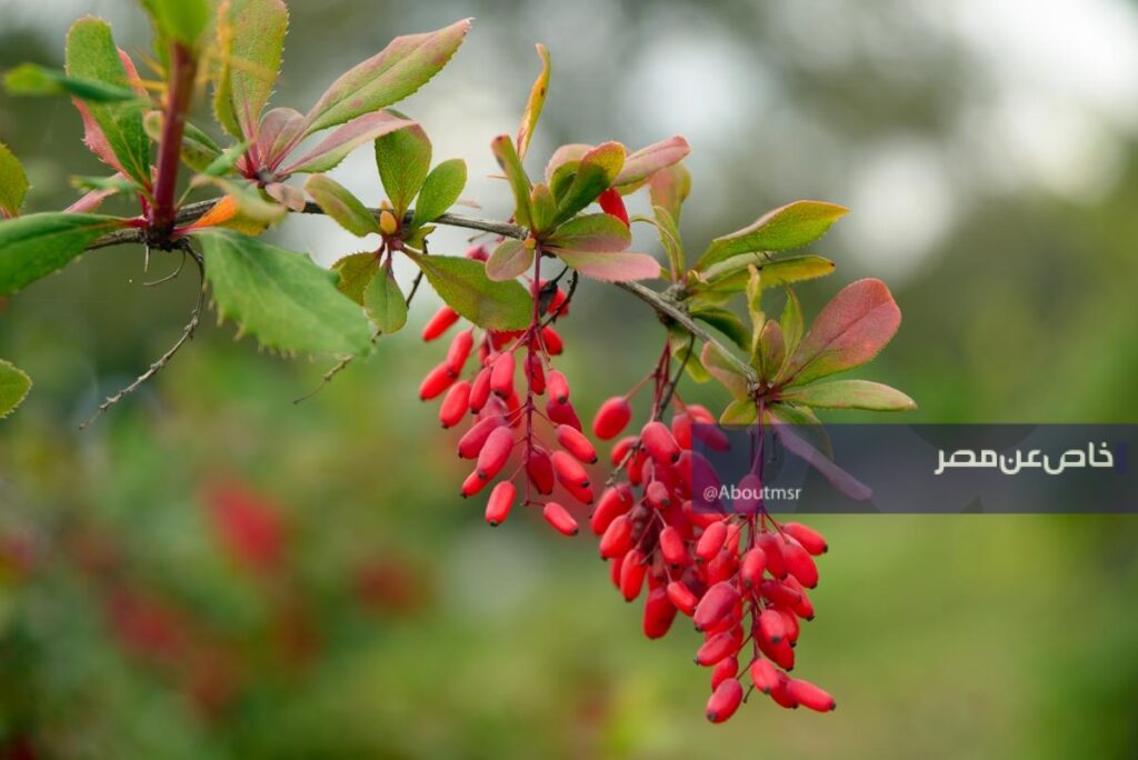 الياقوت الأحمر يغزو العالم.. هل تزرع مصر والسعودية الزرشك قريبًا؟ الزرشك