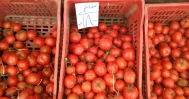 وزارة التموين تطرح الطماطم بمنافذ المجمعات الاستهلاكية.. اعرف أسعار اليوم وزارة التموين تطرح الطماطم بمنافذ المجمعات الاستهلاكية.. اعرف أسعار اليوم