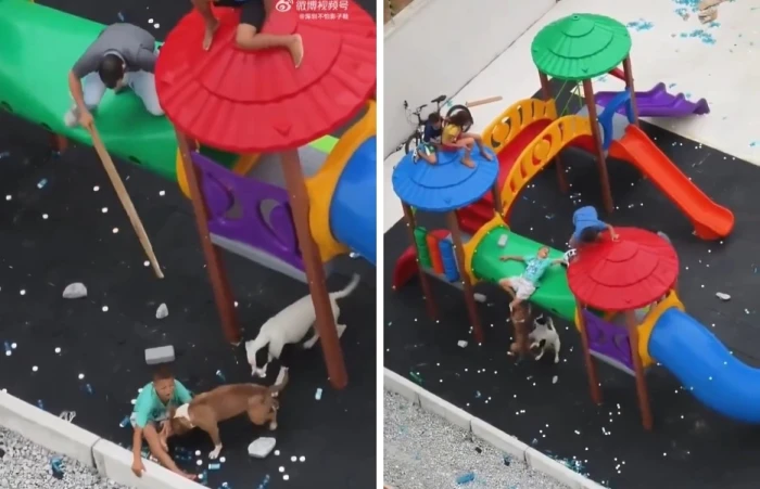 صحيفة المرصد - بالفيديو.. كلب يهاجم طفلا بعنف داخل منطقة ألعاب في الصين