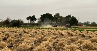 سر "العمودة" فى برمودة.. حكاية شهر يطعم المصريين منذ آلاف السنين