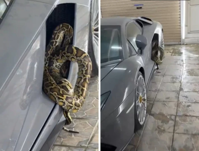 صحيفة المرصد - بالفيديو.. مواطن يُفاجأ بثعبان ضخم مختبئ في منزله داخل سيارته